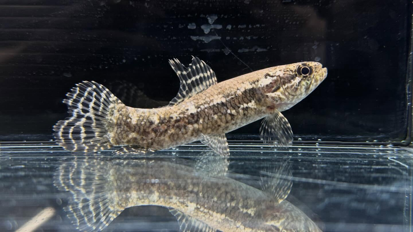 aquastyleg.base.shop/items/133...