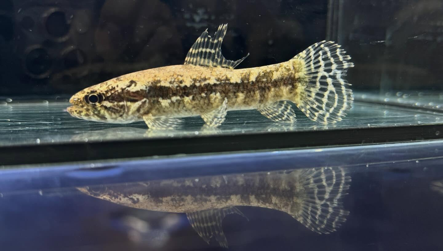 aquastyleg.base.shop/items/133...