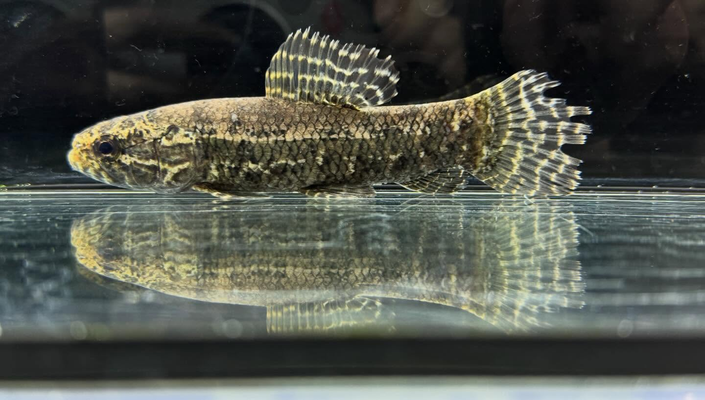 aquastyleg.base.shop/items/133...