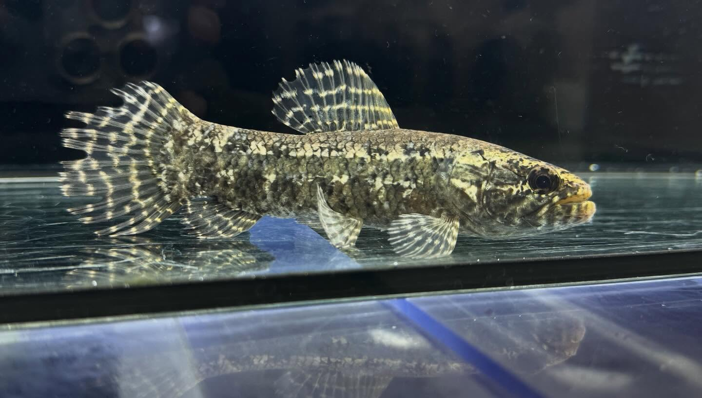 aquastyleg.base.shop/items/133...