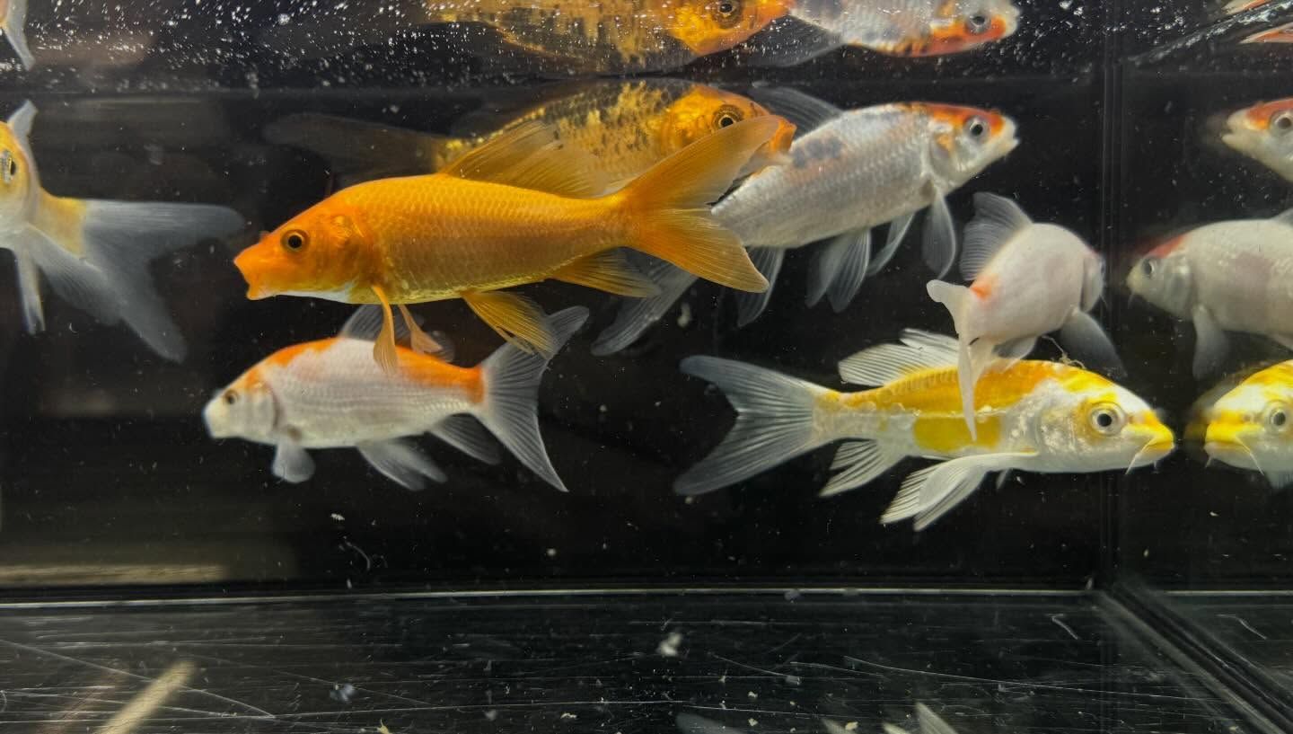 aquastyleg.base.shop/items/133...