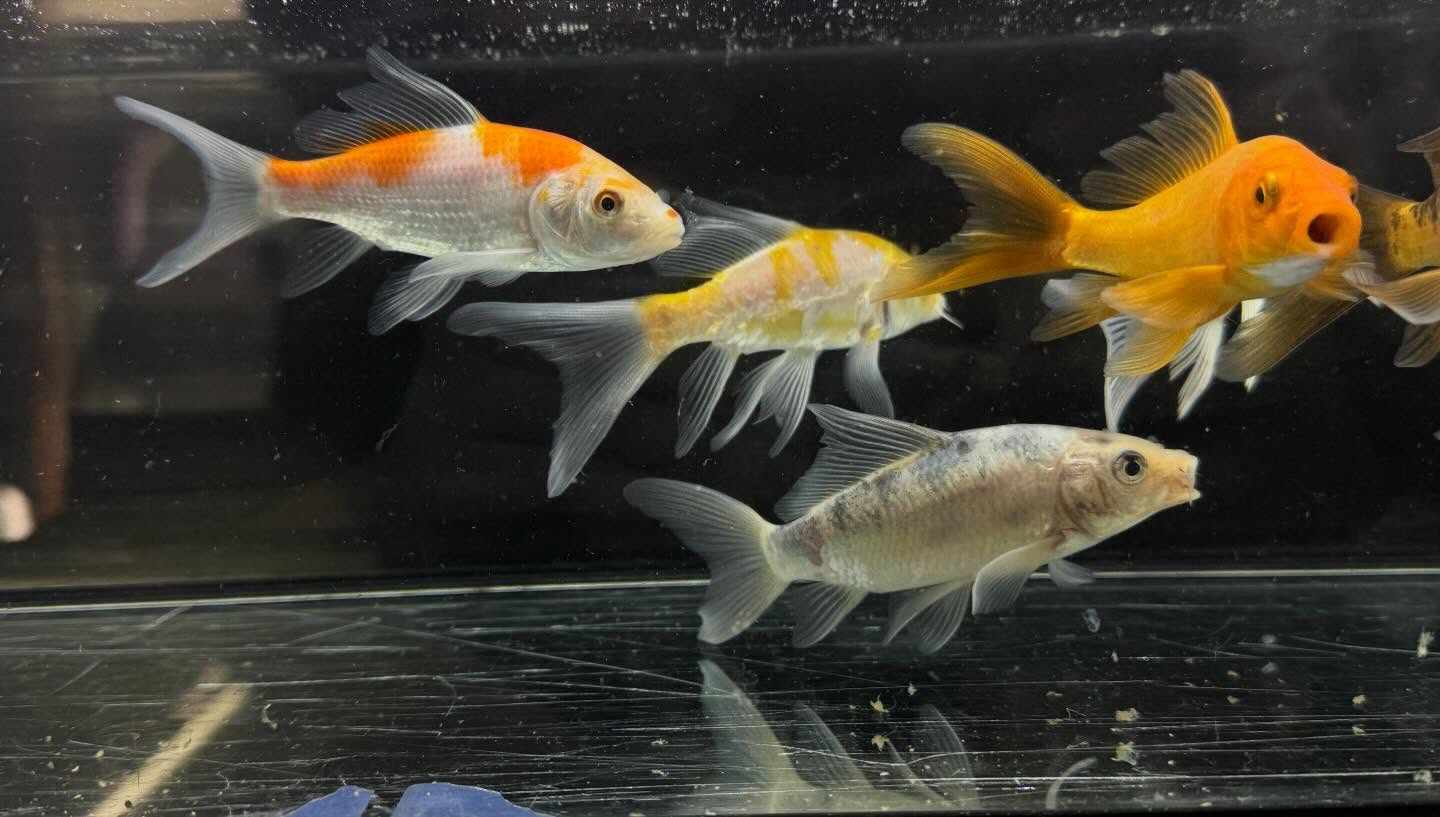 aquastyleg.base.shop/items/133...