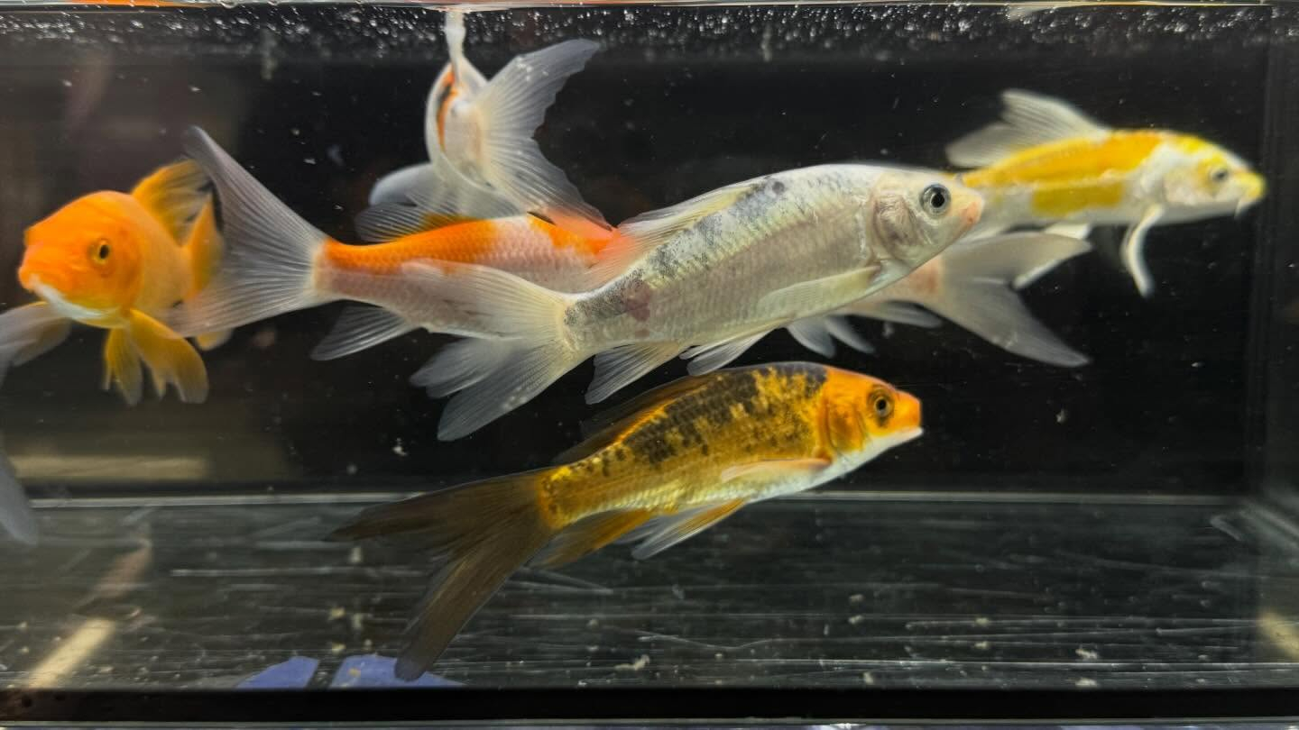 aquastyleg.base.shop/items/133...