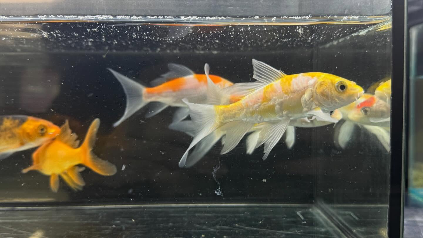 aquastyleg.base.shop/items/133...