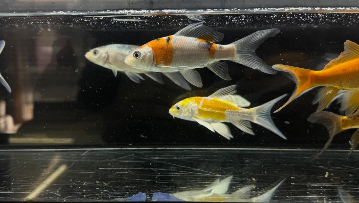 aquastyleg.base.shop/items/133...