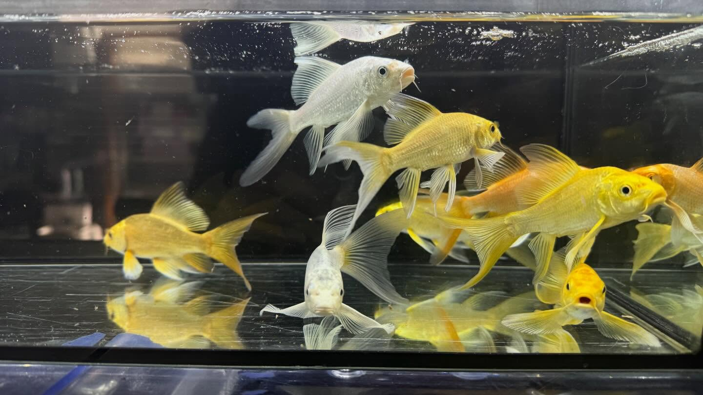 aquastyleg.base.shop/items/133...