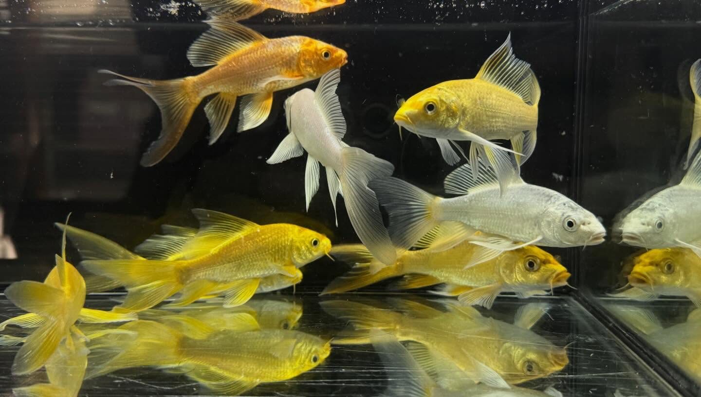 aquastyleg.base.shop/items/133...