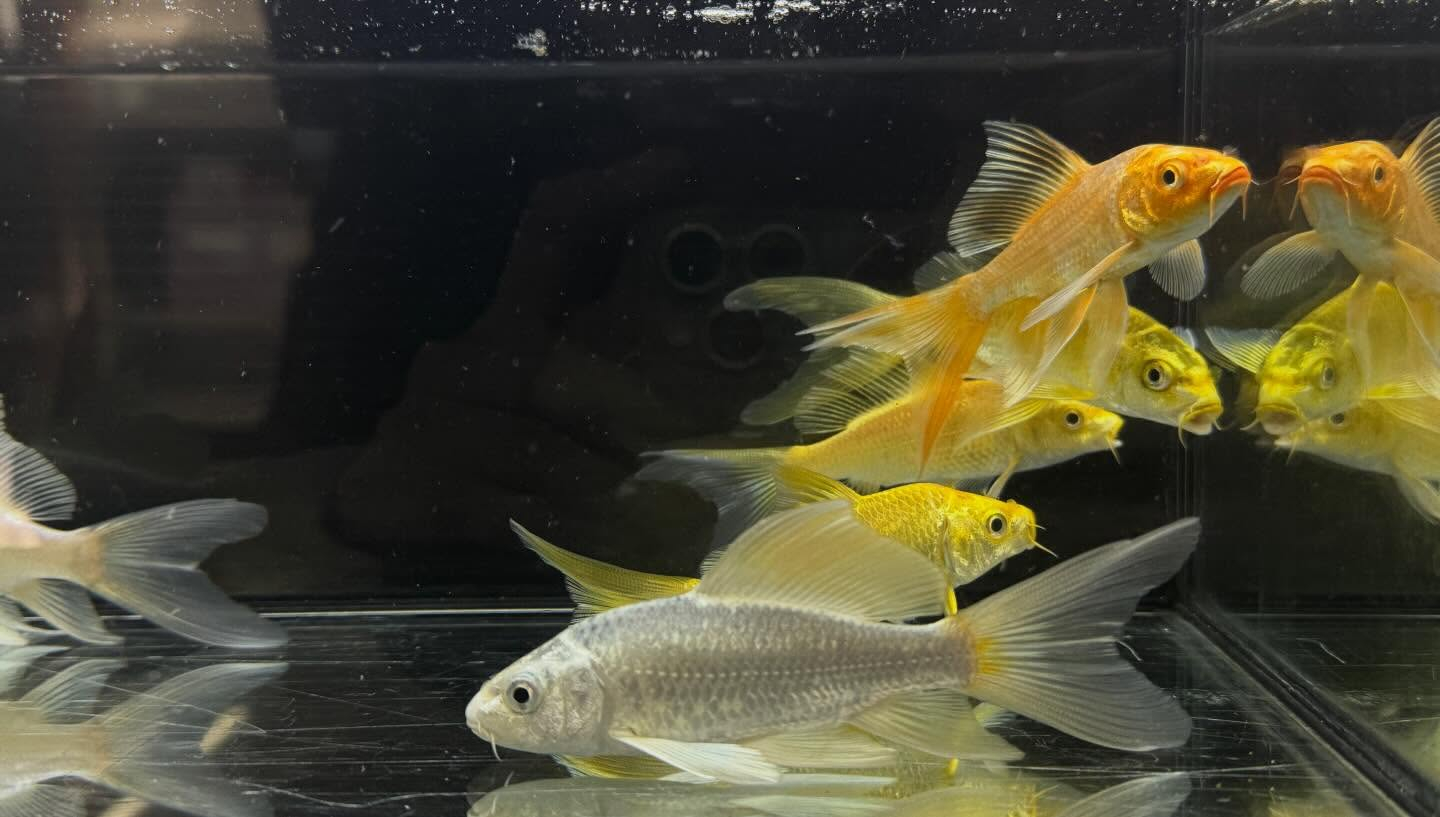 aquastyleg.base.shop/items/133...