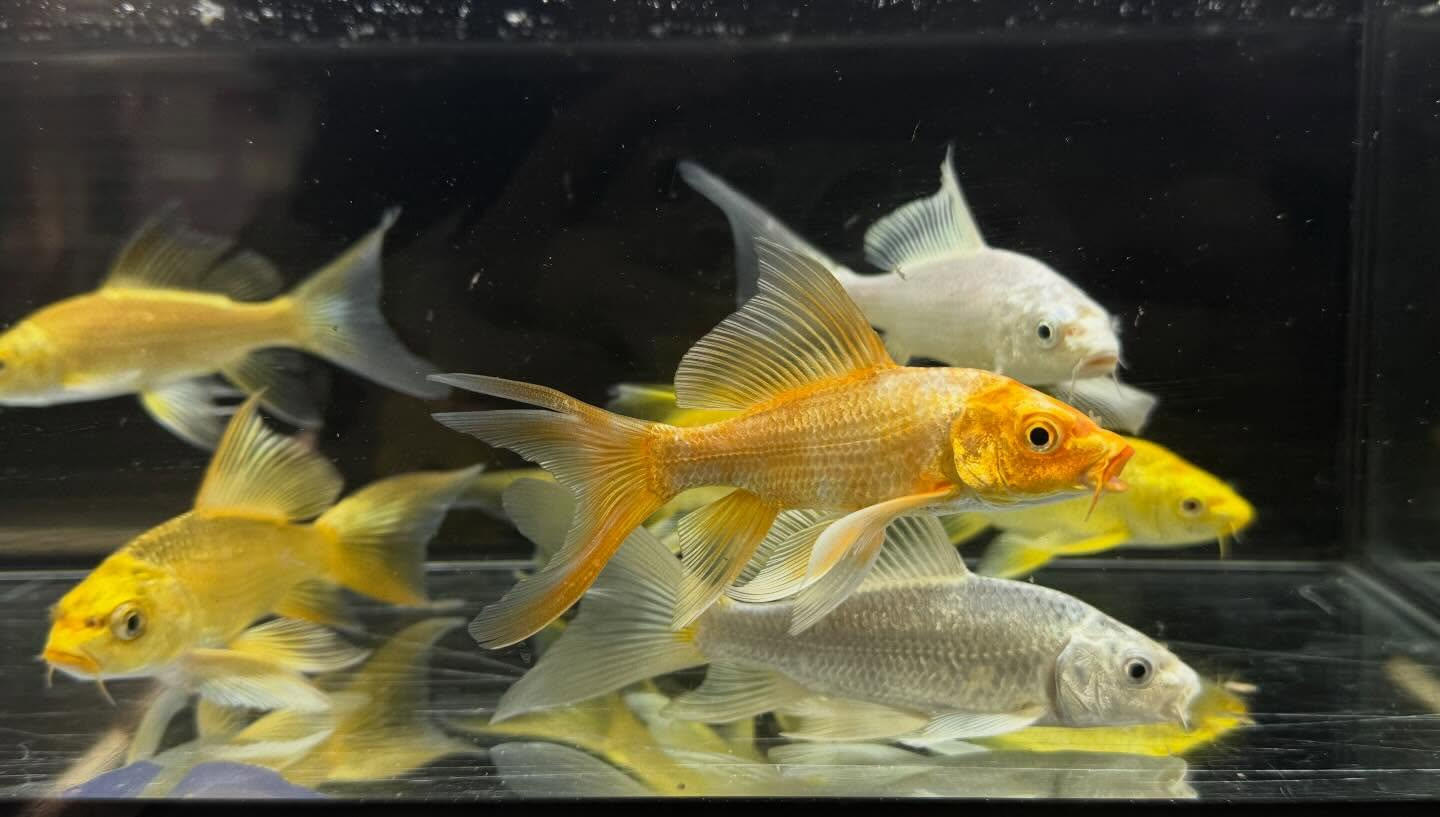 aquastyleg.base.shop/items/133...