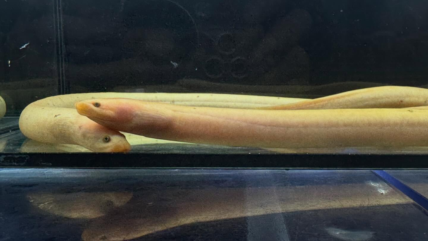 aquastyleg.base.shop/items/133...