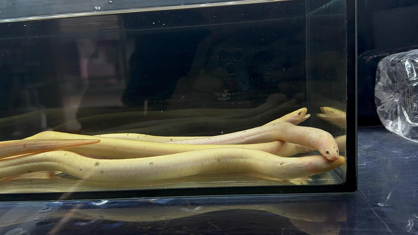 aquastyleg.base.shop/items/133...