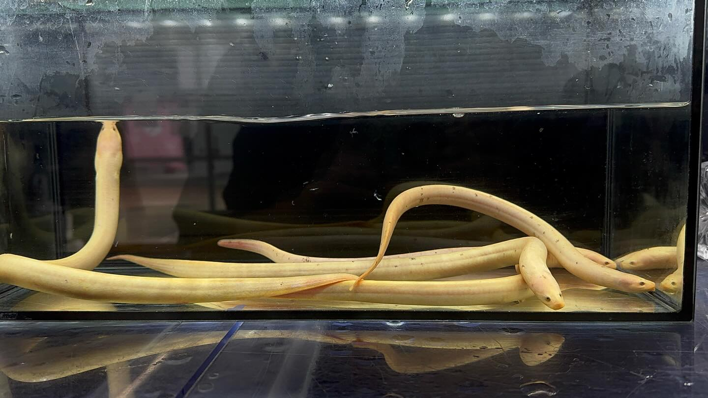 aquastyleg.base.shop/items/133...