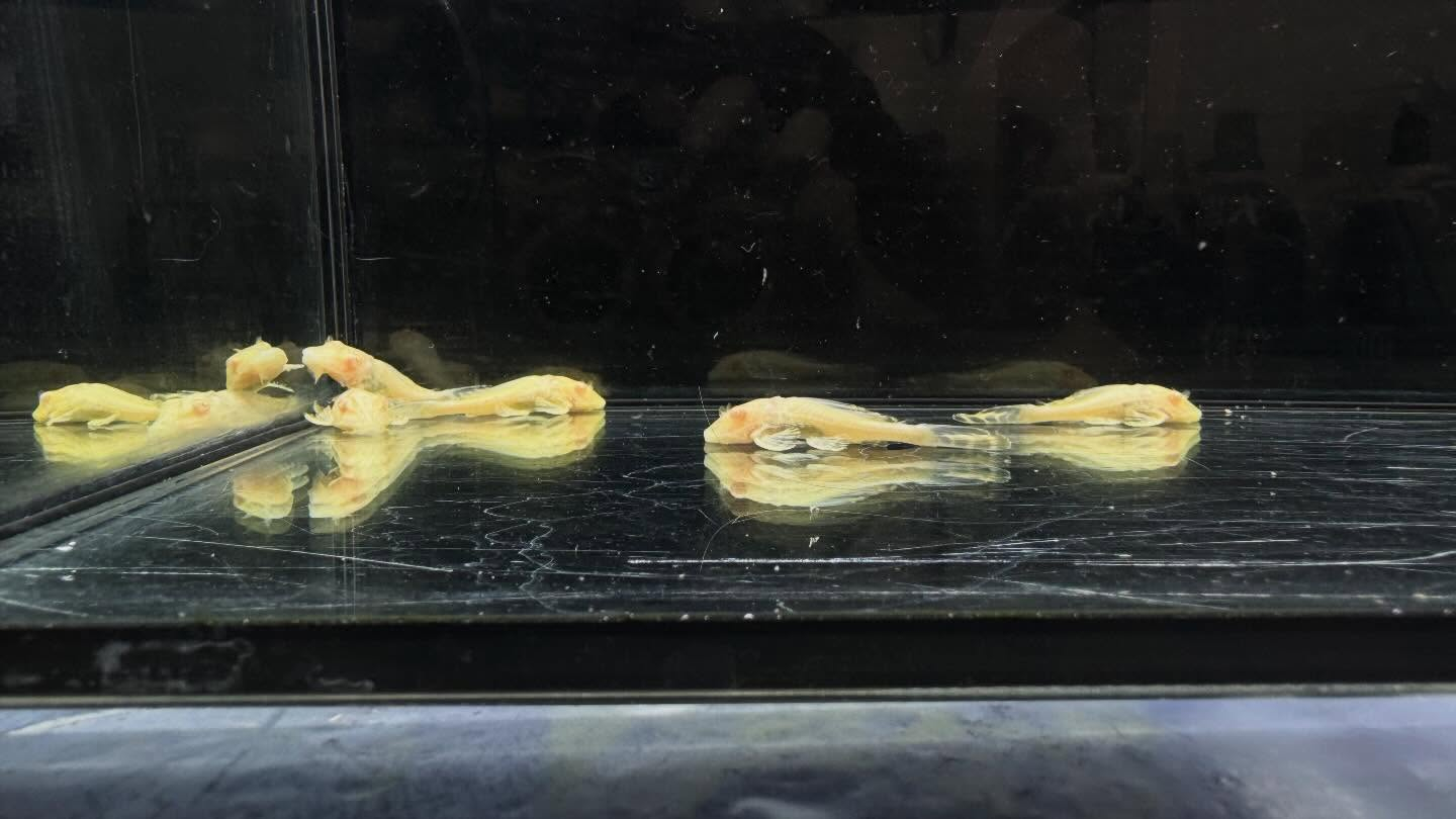 aquastyleg.base.shop/items/133...