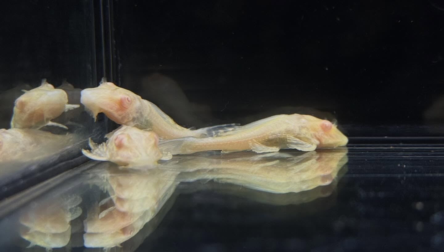 aquastyleg.base.shop/items/133...