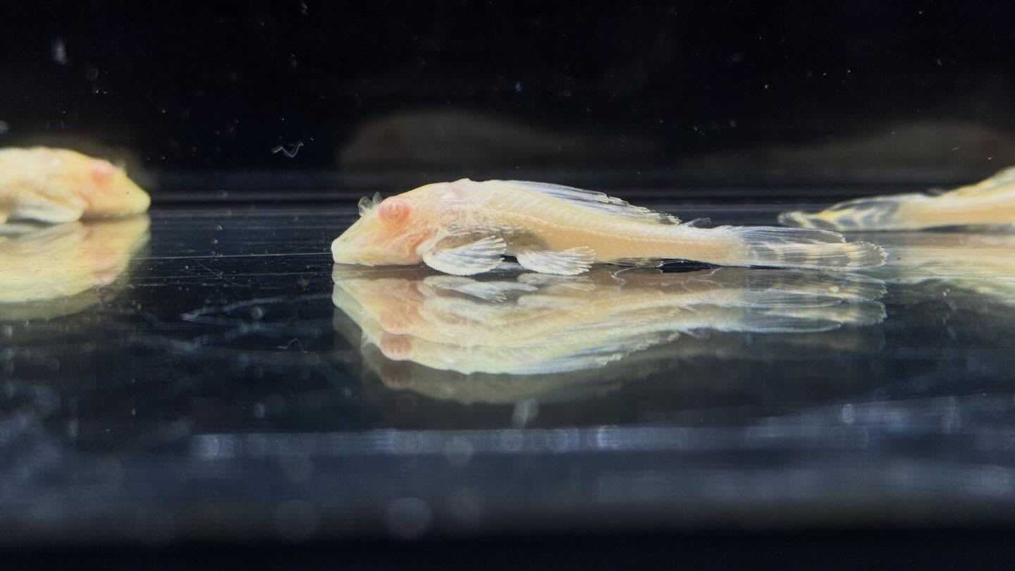 aquastyleg.base.shop/items/133...