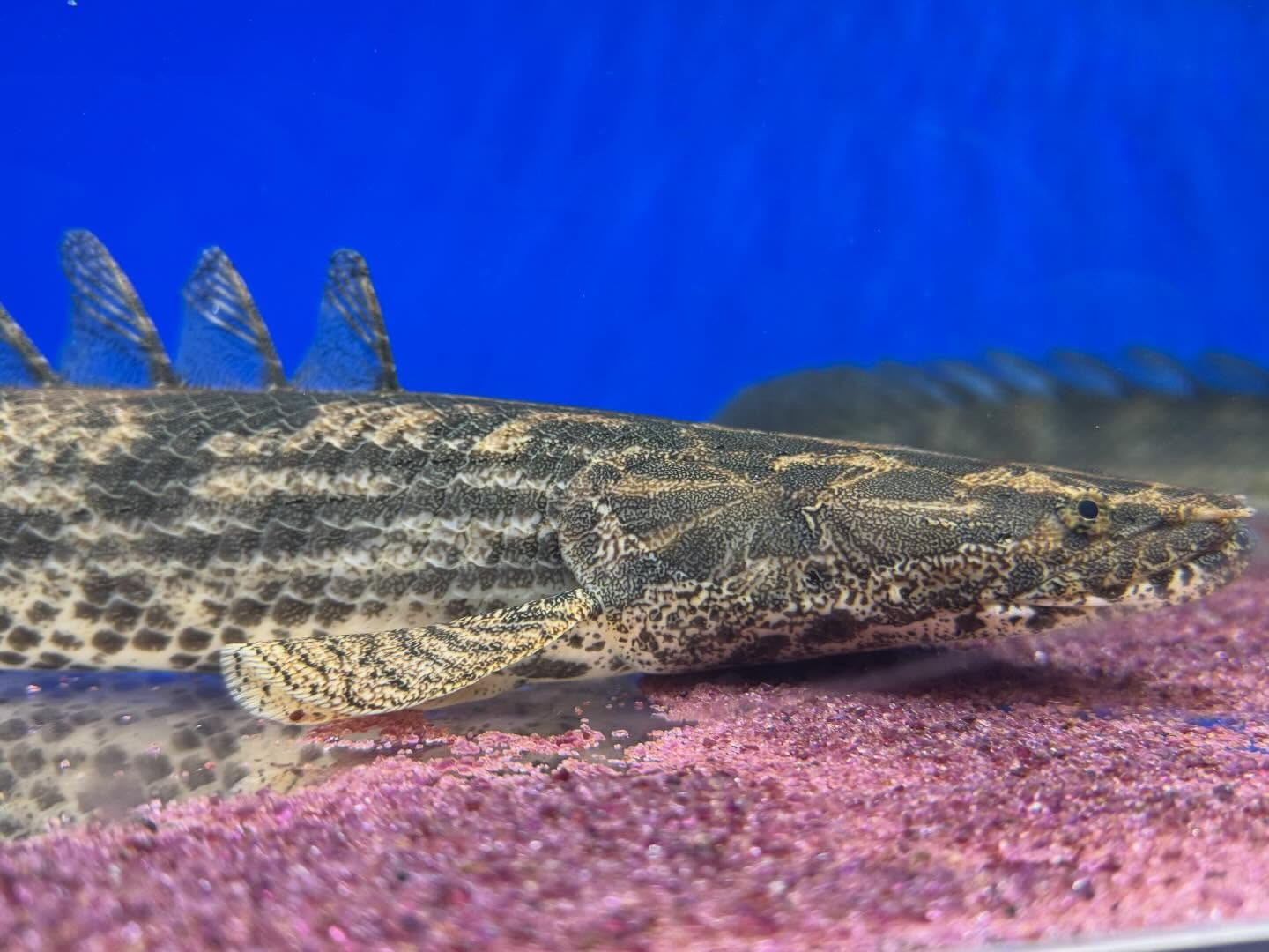 aquastyleg.base.shop/items/959...