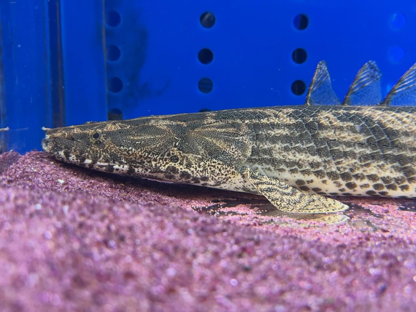 aquastyleg.base.shop/items/959...