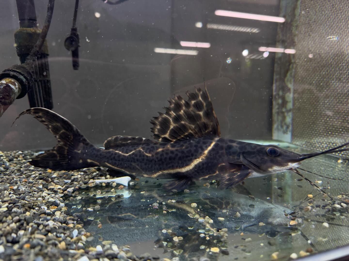 aquastyleg.base.shop/items/117...