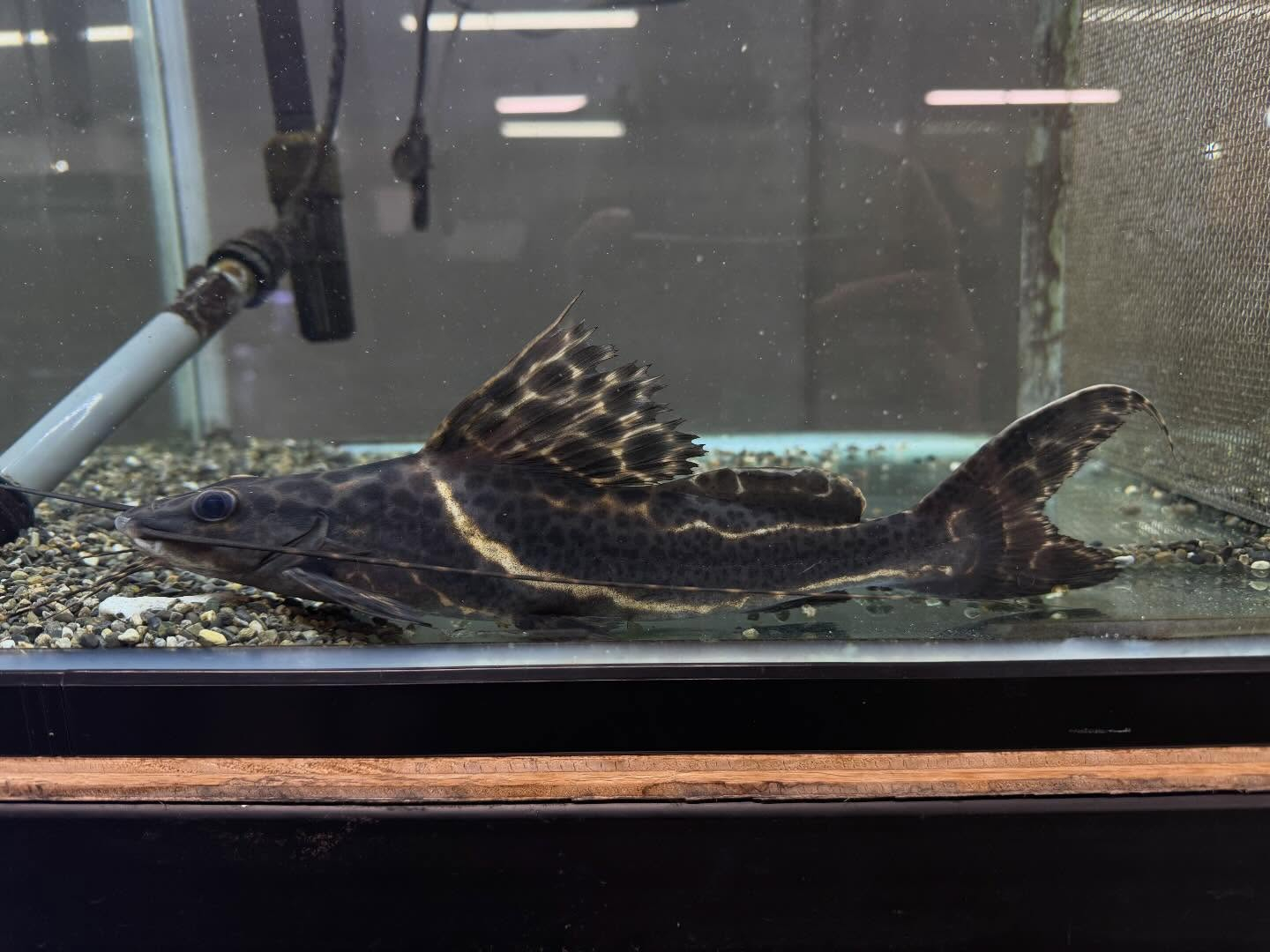 aquastyleg.base.shop/items/117...