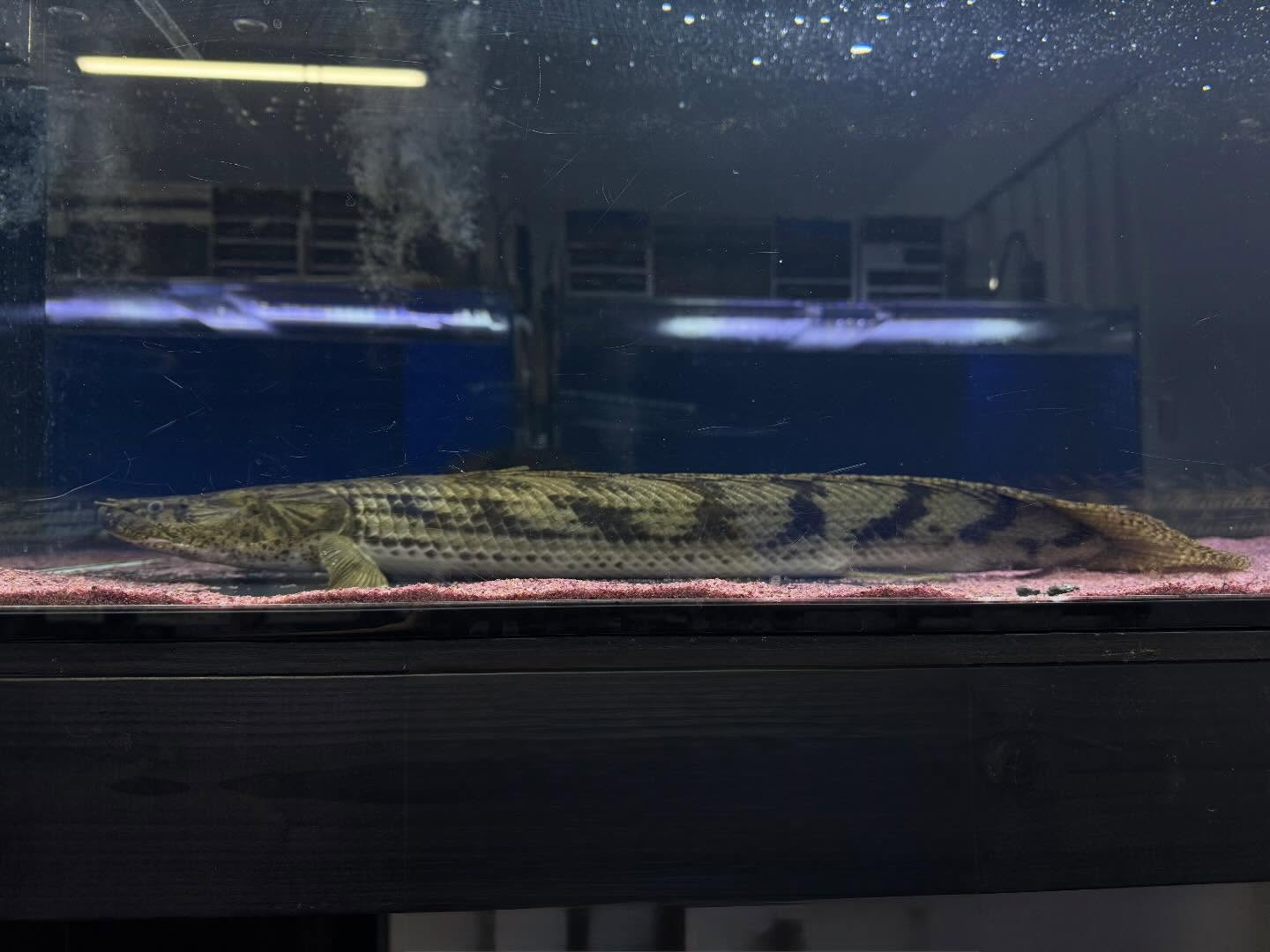 aquastyleg.base.shop/items/933...