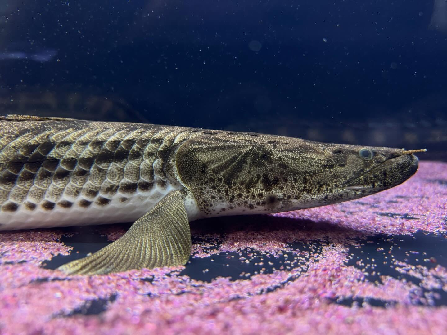 aquastyleg.base.shop/items/933...