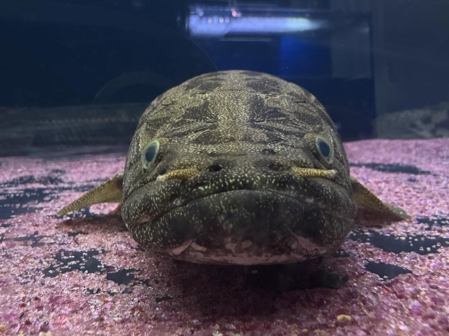 aquastyleg.base.shop/items/933...