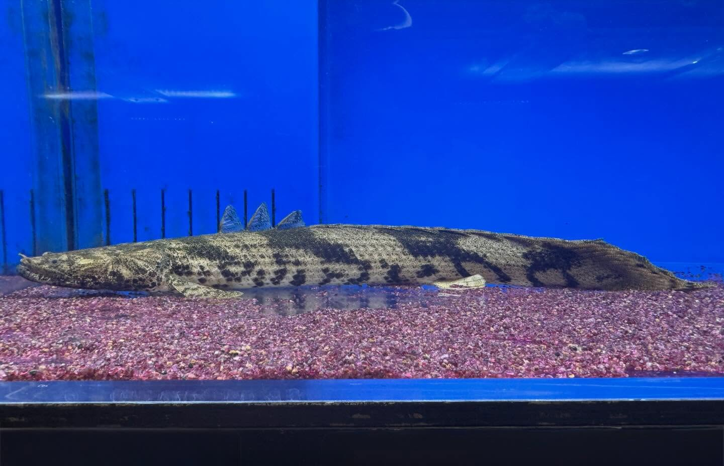 aquastyleg.base.shop/items/958...