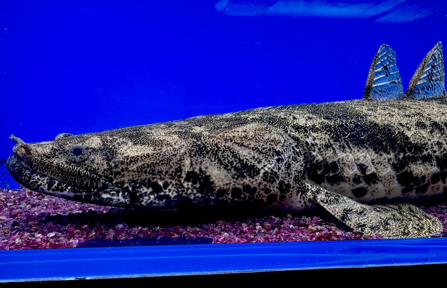 aquastyleg.base.shop/items/958...