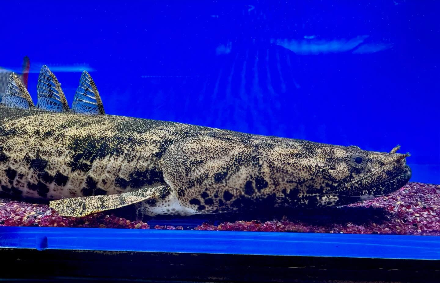 aquastyleg.base.shop/items/958...