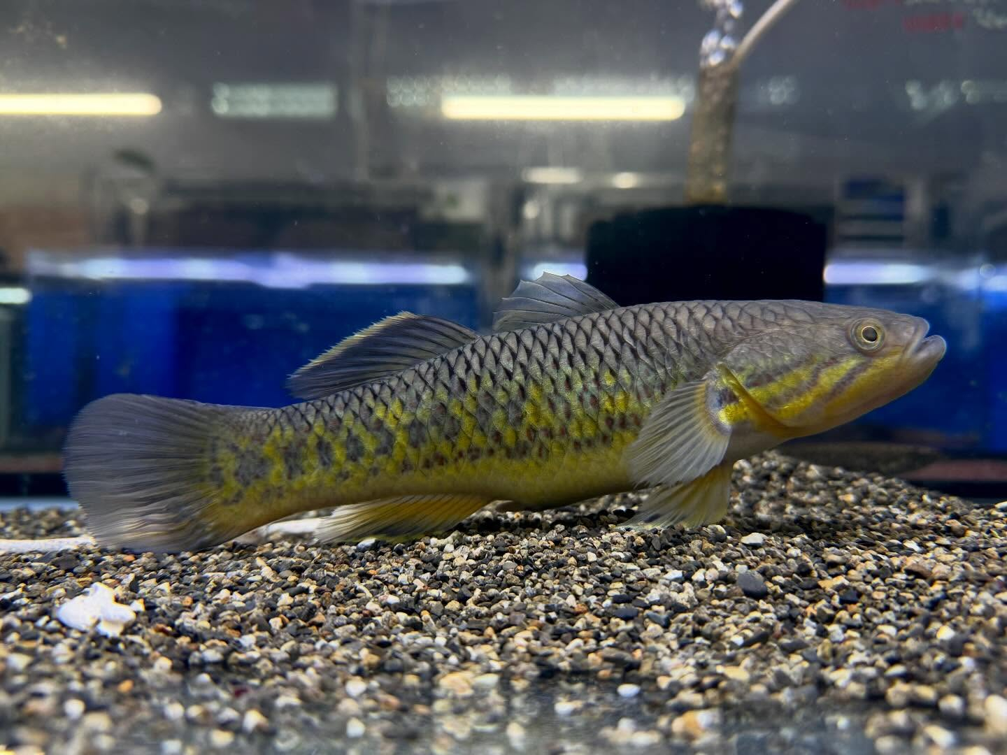 インディアンスネークヘッドガジョン 20cm