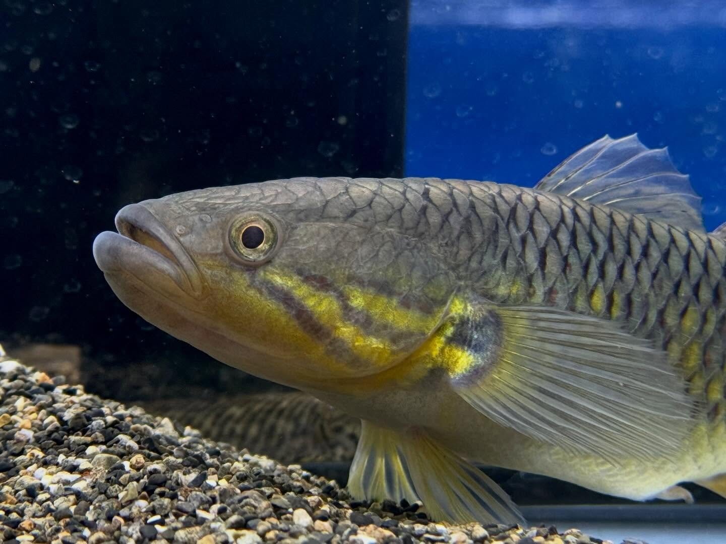 aquastyleg.base.shop/items/119...