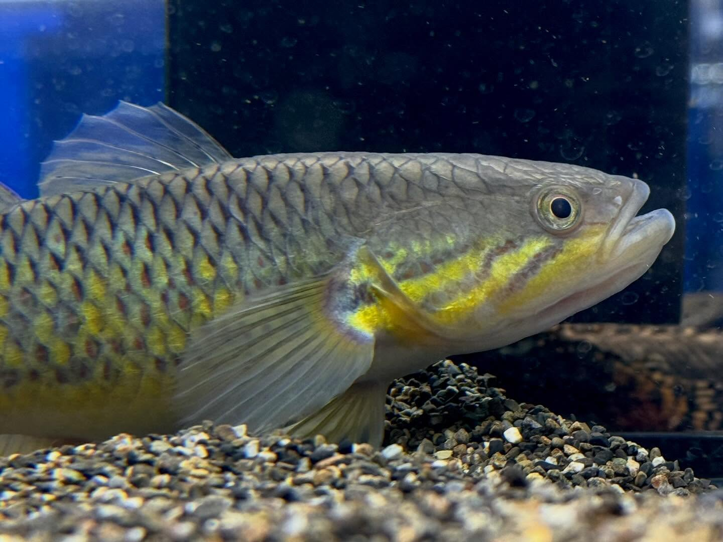 aquastyleg.base.shop/items/119...