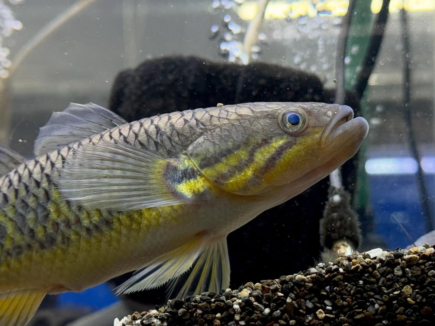 aquastyleg.base.shop/items/119...