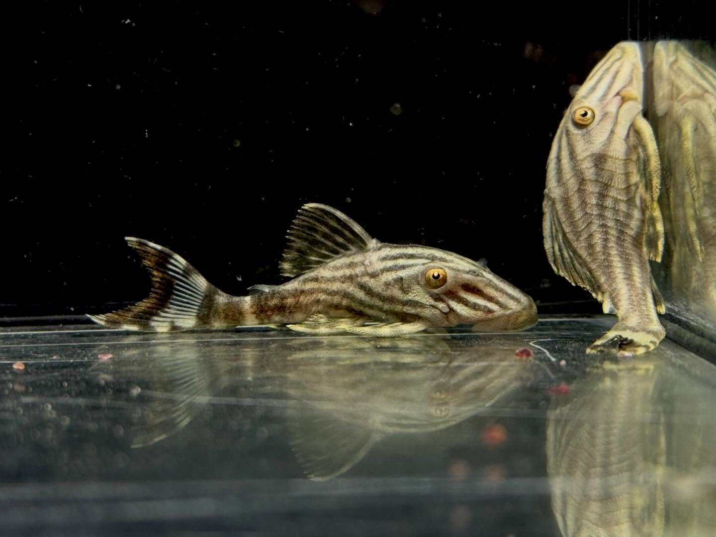 aquastyleg.base.shop/items/135...