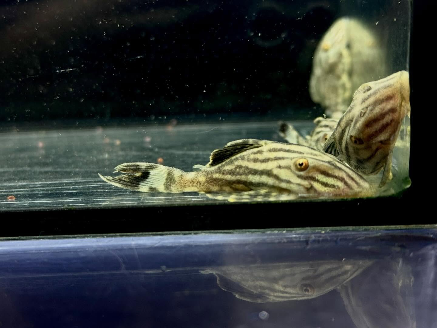 aquastyleg.base.shop/items/135...