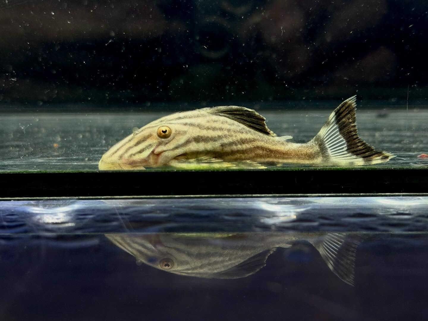 aquastyleg.base.shop/items/135...