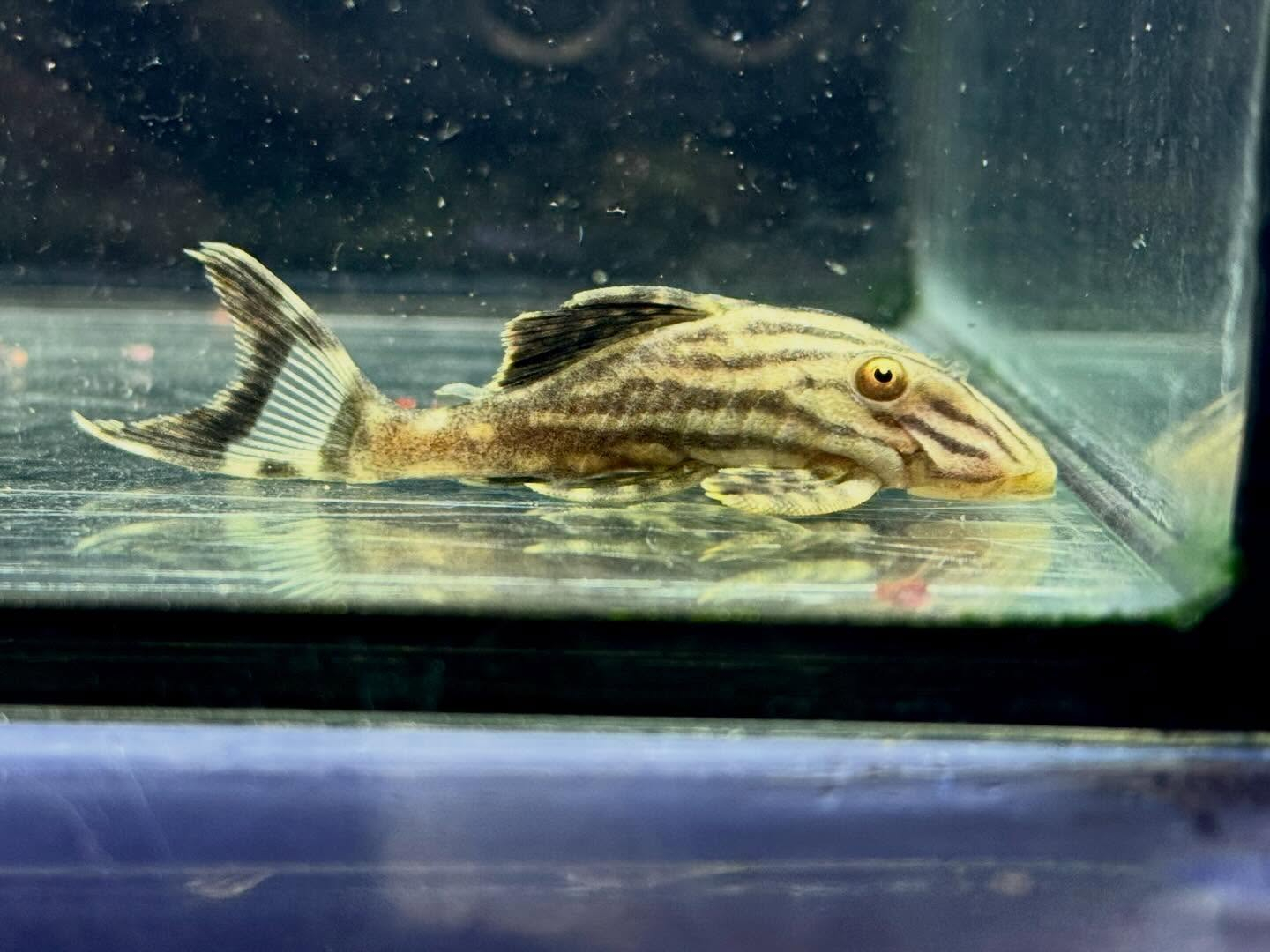 aquastyleg.base.shop/items/135...