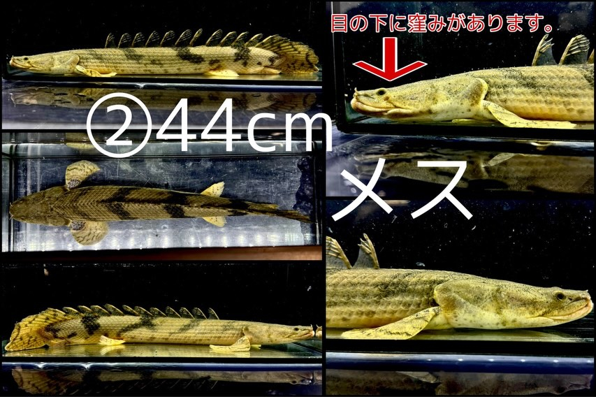 難有【特価】Po.エンドリケリー ナイジェリア産40up②4...