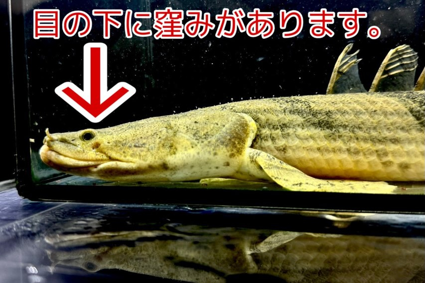 難有【特価】Po.エンドリケリー ナイジェリア産40up②4...