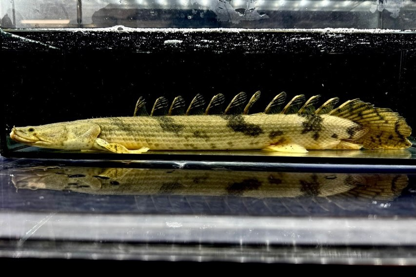 難有【特価】Po.エンドリケリー ナイジェリア産40up②4...