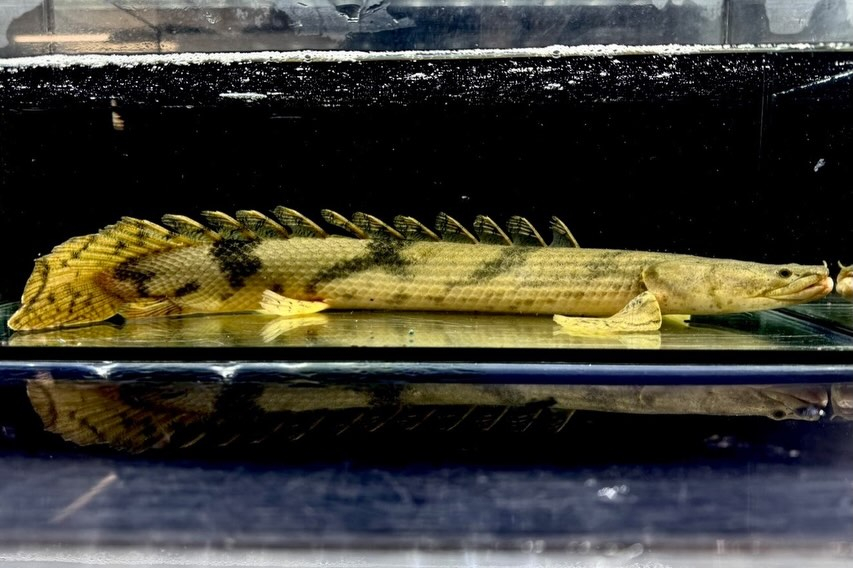 難有【特価】Po.エンドリケリー ナイジェリア産40up②4...