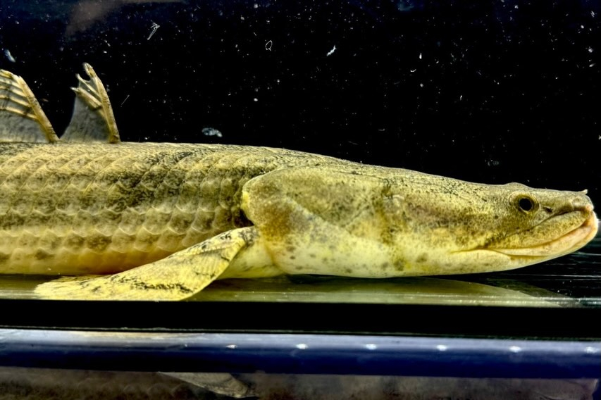 難有【特価】Po.エンドリケリー ナイジェリア産40up②4...