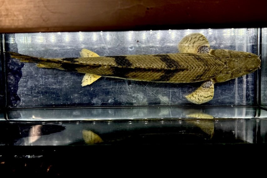 難有【特価】Po.エンドリケリー ナイジェリア産40up②4...