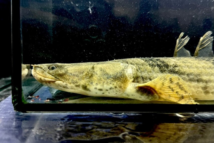 【特価】Po.エンドリケリー 