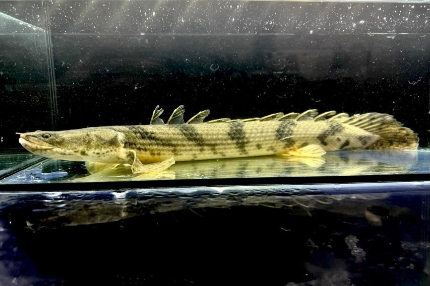 【特価】Po.エンドリケリー 