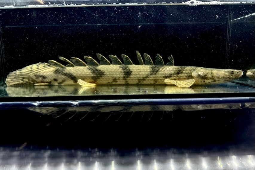 【特価】Po.エンドリケリー 