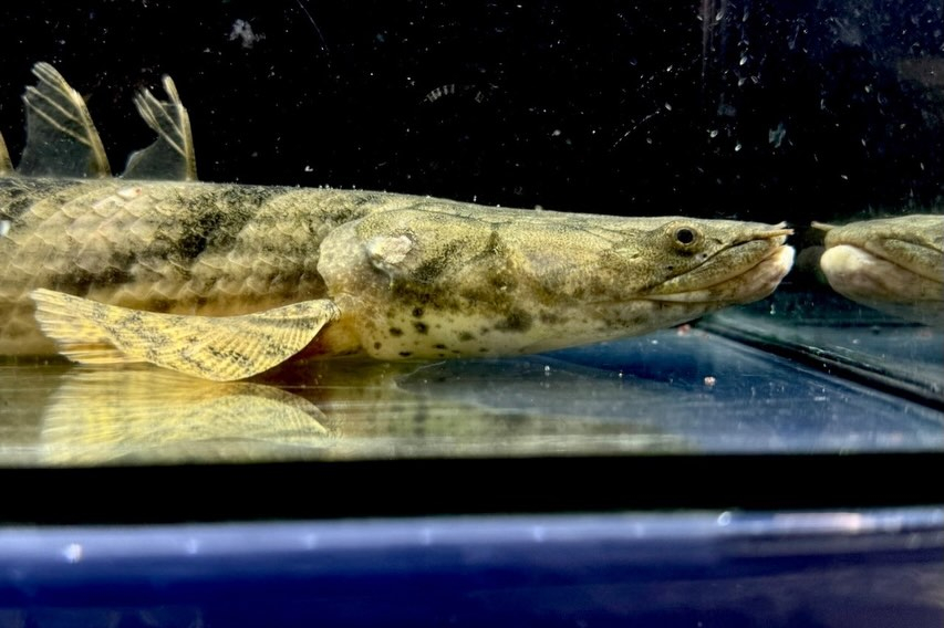 【特価】Po.エンドリケリー 