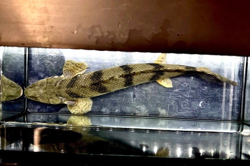 【特価】Po.エンドリケリー 