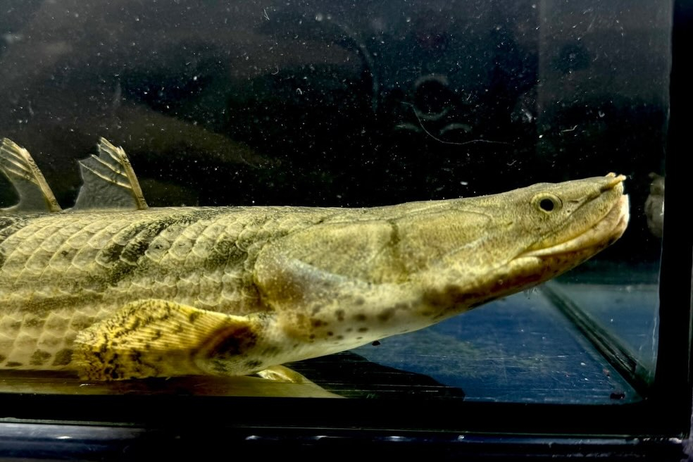 【特価】Po.エンドリケリー 