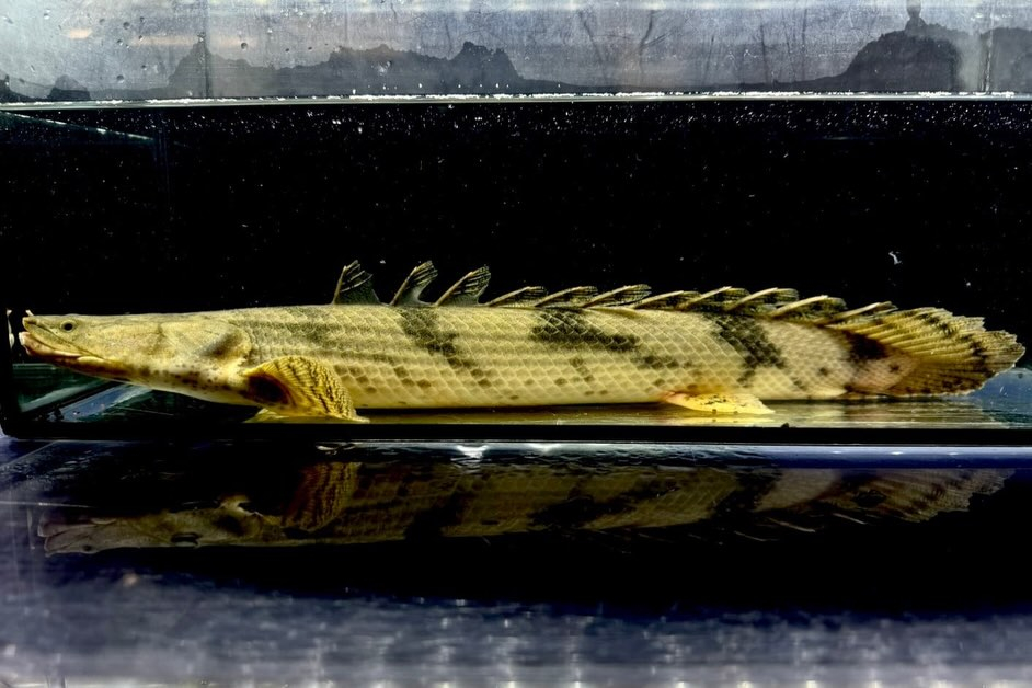 【特価】Po.エンドリケリー 